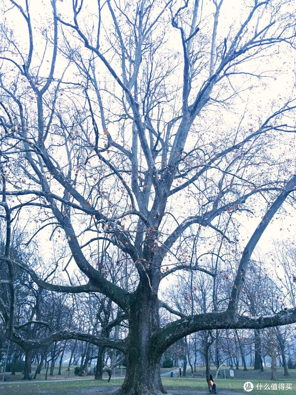 到处可见的Plane Tree