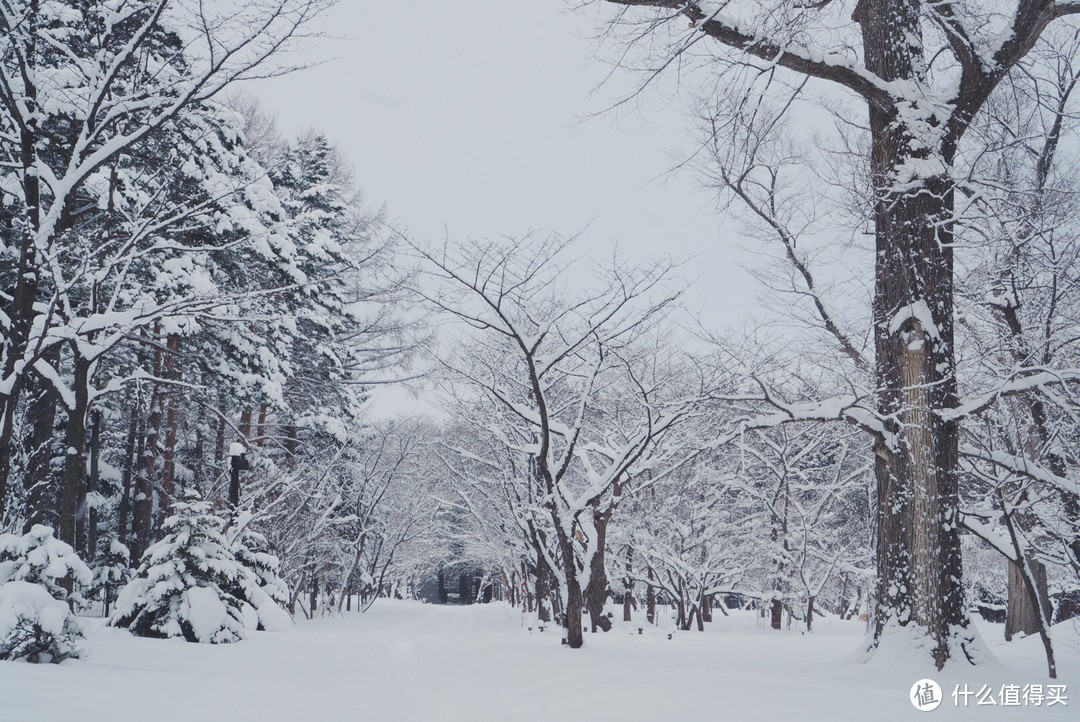 终于去北海道看雪了！北海道自由行新手攻略