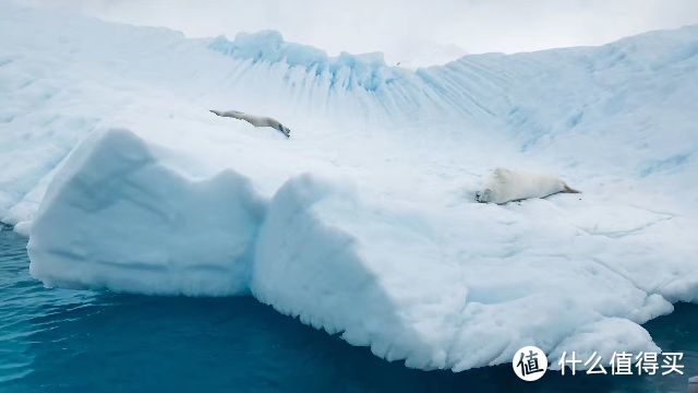 冰面上的海豹宝宝