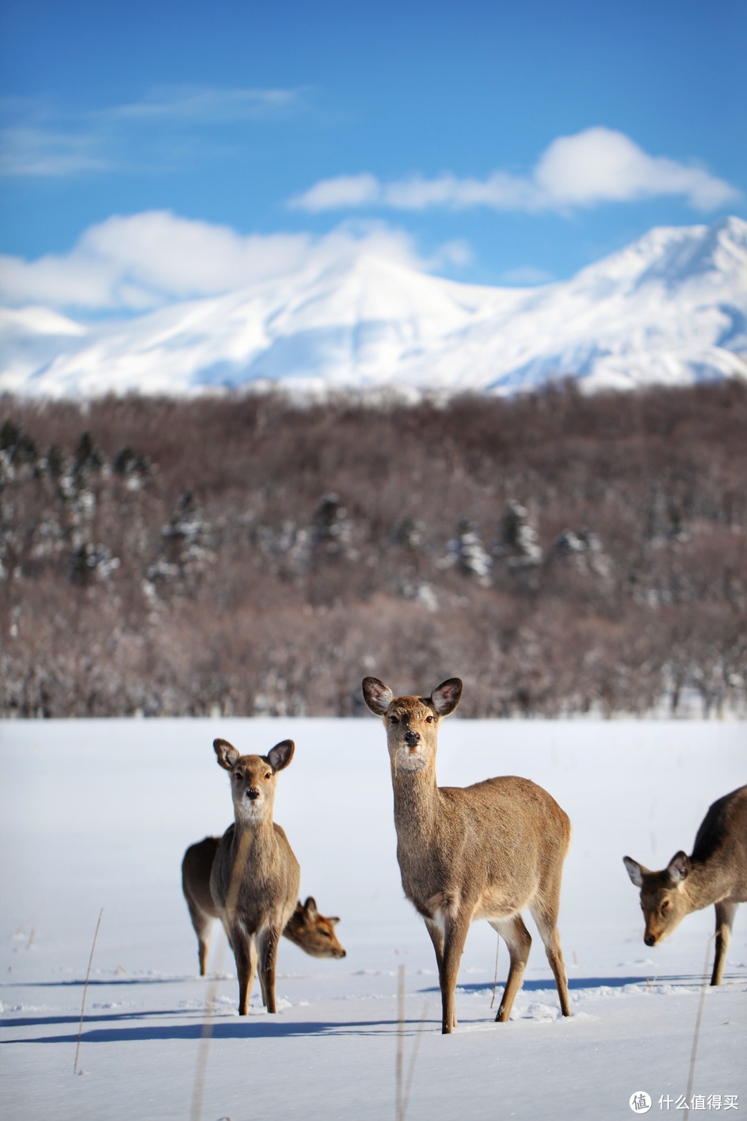 日本北海道野汤温泉之旅