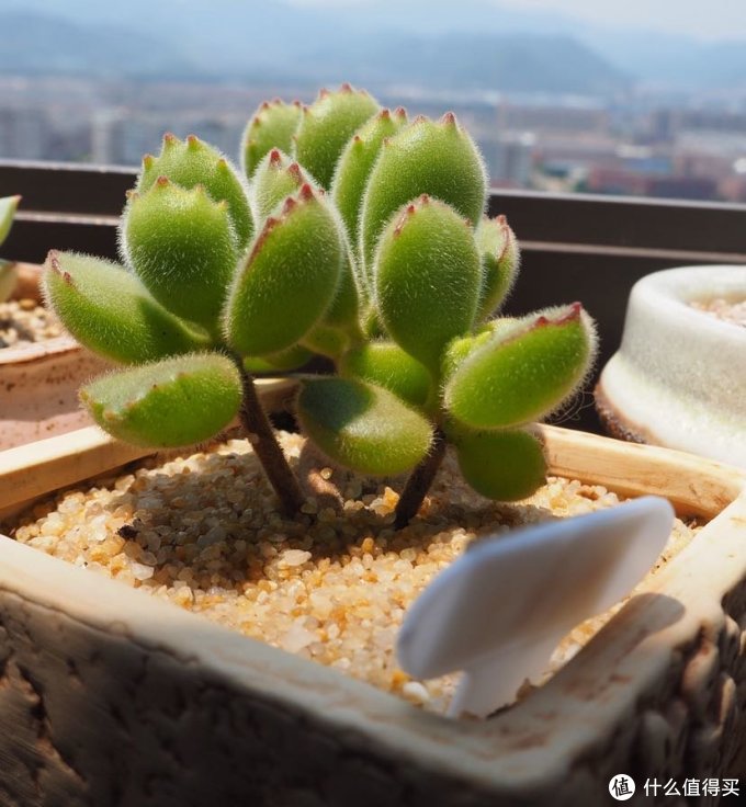 多肉的水有多深 篇一 手把手教你玩多肉 园艺用品 什么值得买