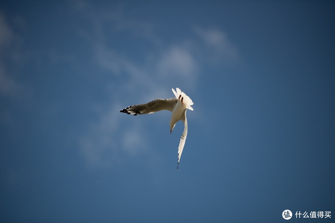 皇家植物园上空的海鸟-Nikon D800+ Nikon 24-70、Tamron 70-200