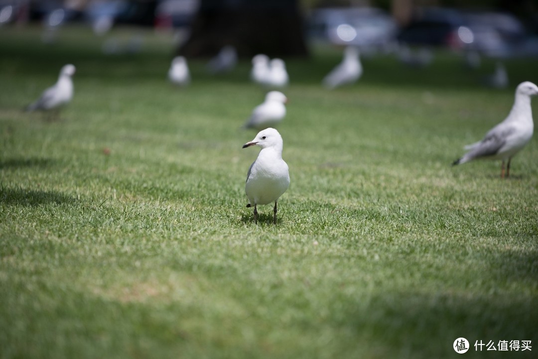 草地上悠闲的鸟（Nikon D800+ Nikon 24-70、Tamron 70-200）