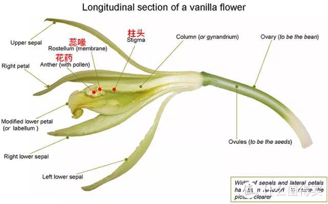 你能吃上香草冰淇淋，可得感谢这位少年奴隶