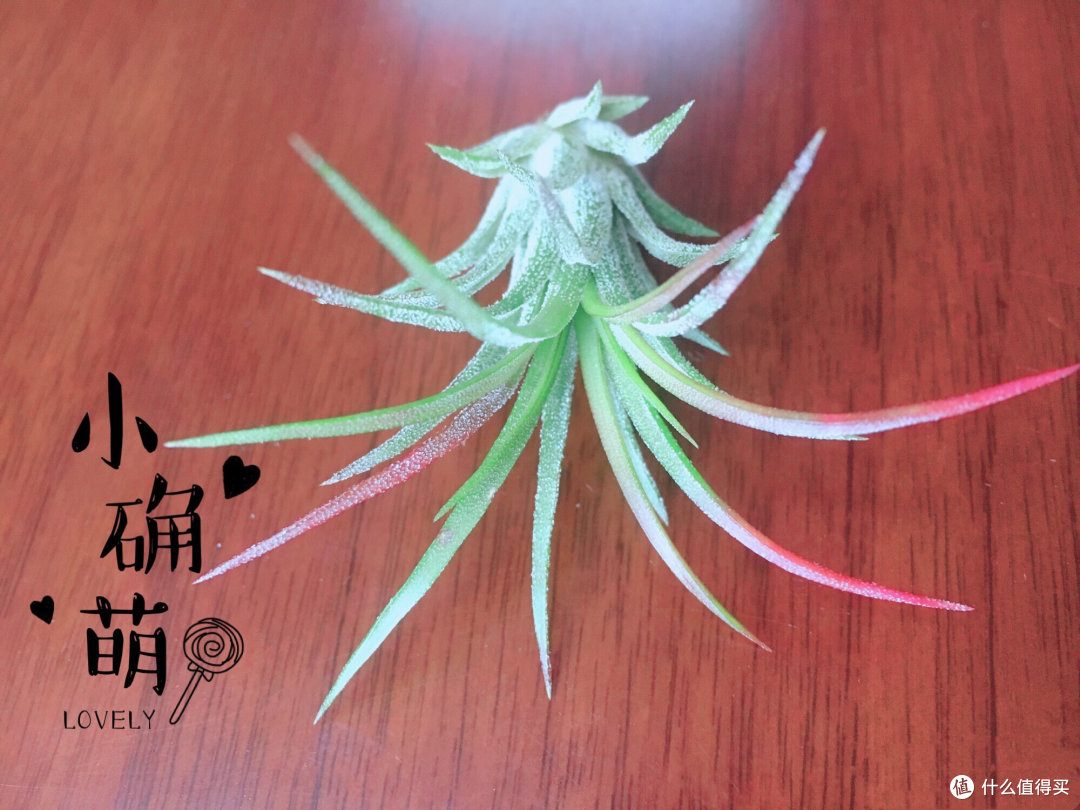 #女神节礼物# 请回答2018—女神、女神井、女神仙 礼物推荐