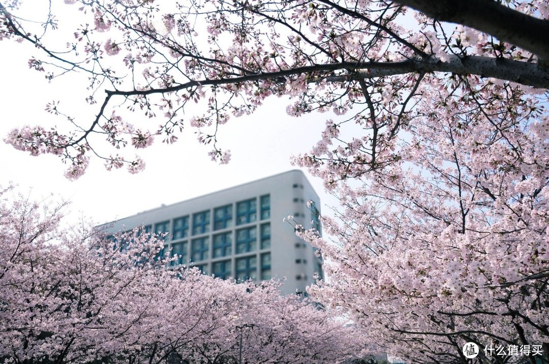 没办法去日本的，国内赏樱也不差，至少特价酒店都还有