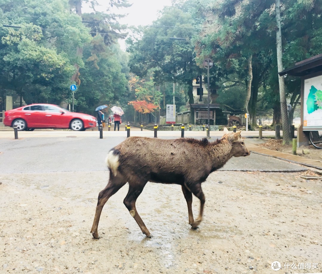 奈良公园小鹿乱撞，大阪环球影城指南