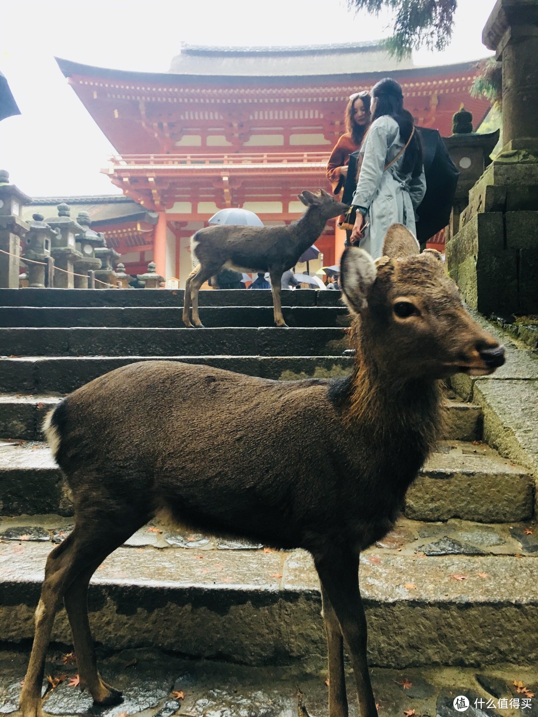 奈良公园小鹿乱撞，大阪环球影城指南