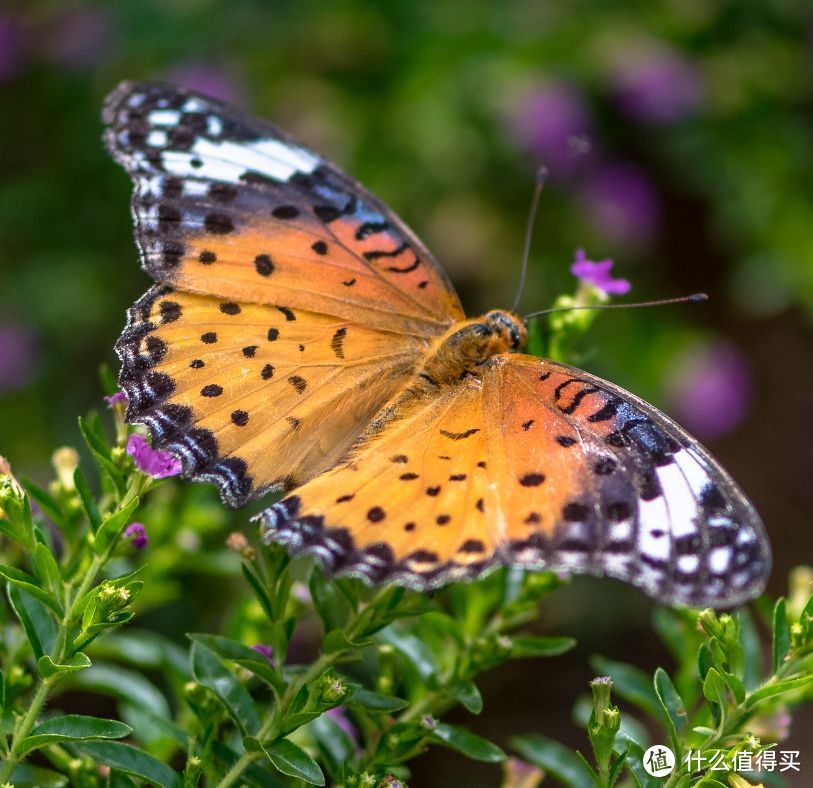 发现微距下的新世界—Nikon 尼康 AF-S 105mmf/2.8GIF-EDVR 105/2.8G 微距定焦镜头