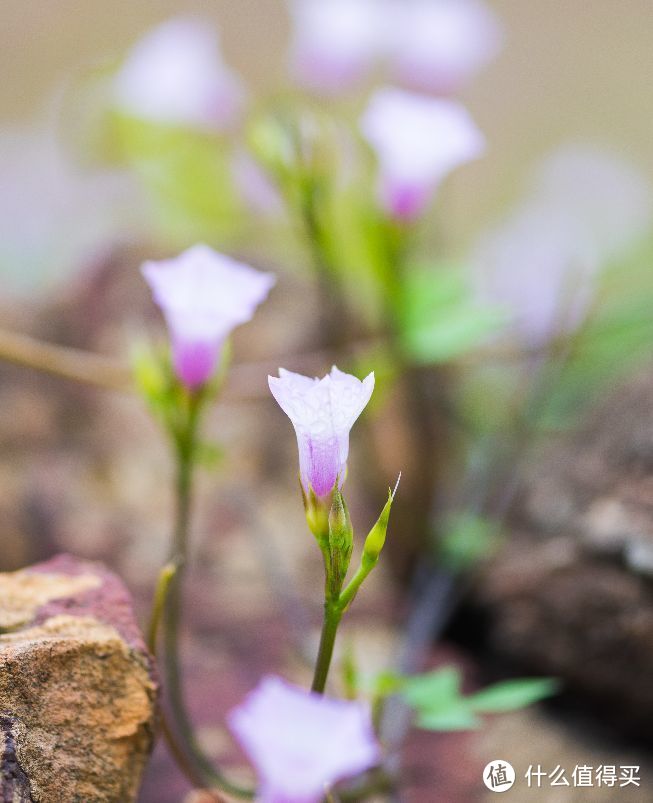 发现微距下的新世界—Nikon 尼康 AF-S 105mmf/2.8GIF-EDVR 105/2.8G 微距定焦镜头