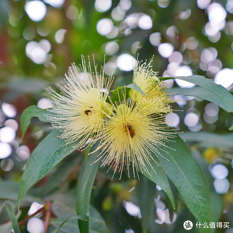 错峰自驾游广西：不一样的南宁、崇左、北海、涠洲岛