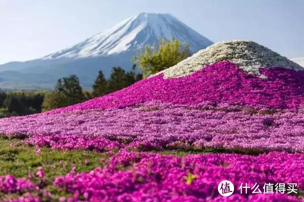 不负春光：鲸宝带你看花玩水，嗨翻春天！