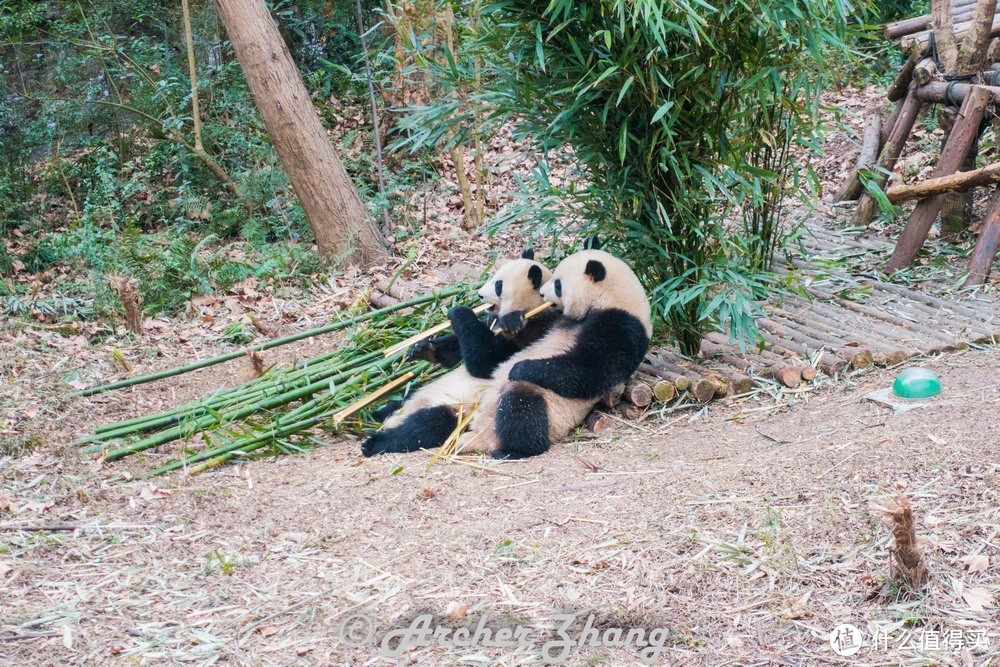 #剁主计划-西安#撸最拽的串，吸最贵的猫—成都游记