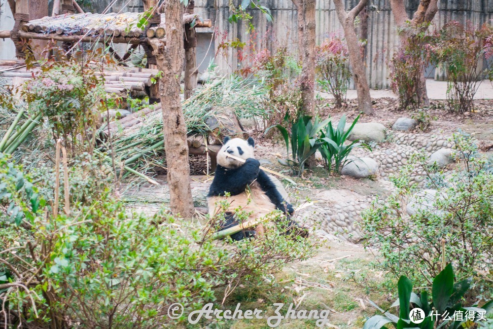 #剁主计划-西安#撸最拽的串，吸最贵的猫—成都游记