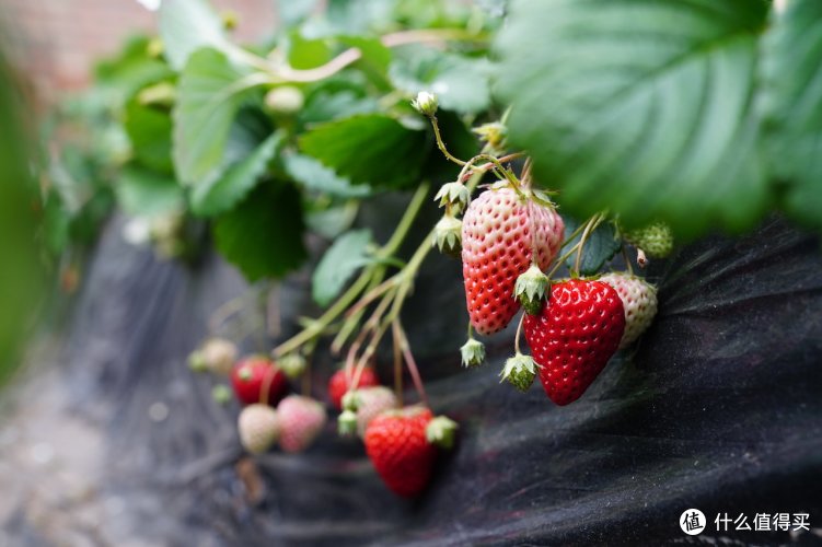 信仰的充值-SONY 索尼 A7R3 无反相机 + 2470