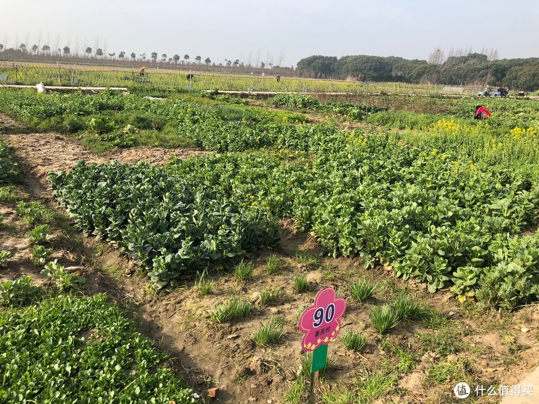 上海近郊春游新去处