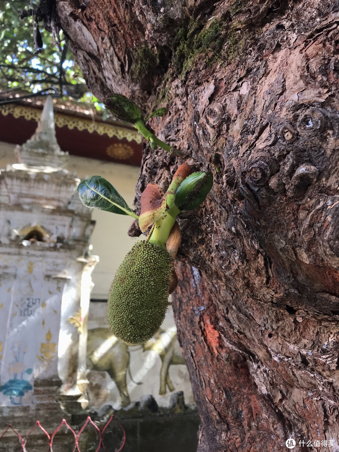 素贴山、双龙寺、蒲屏皇宫SPA游