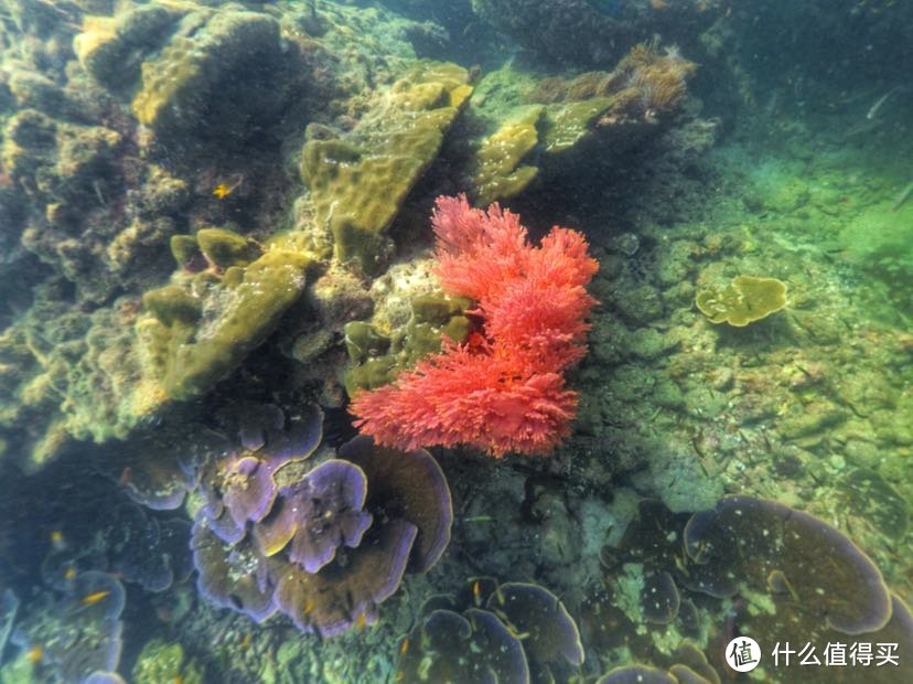 【出游记】安达曼海26°C的风—再探泰南海岛