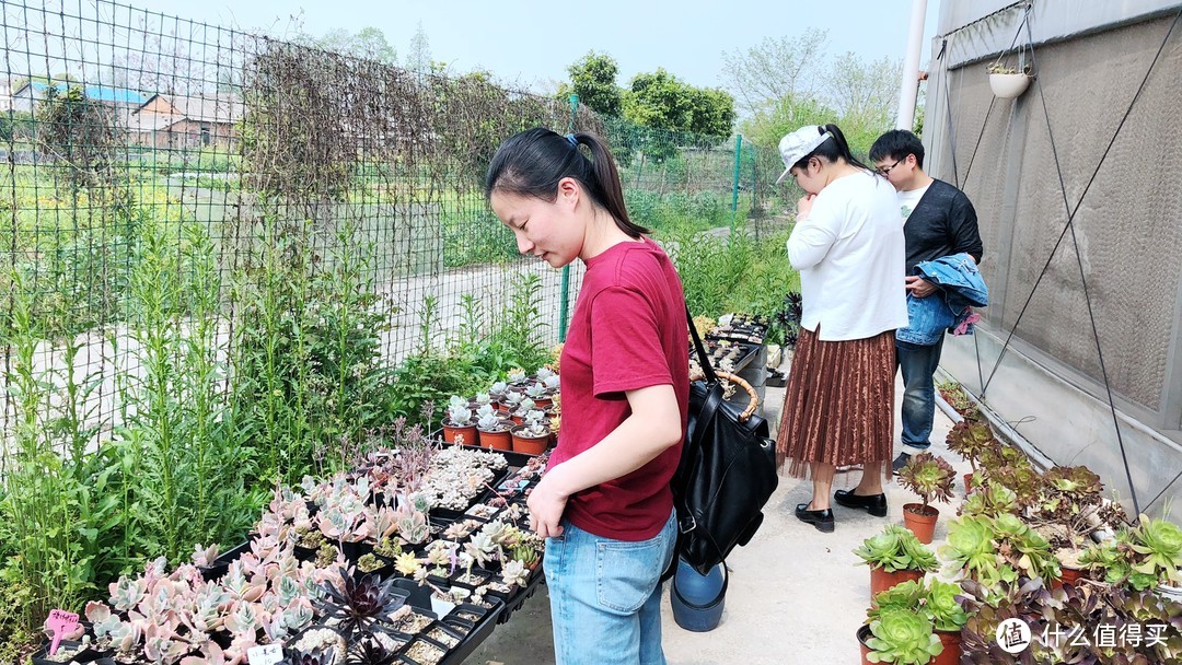 #剁主计划-长沙#一起庆祝愚人节：长沙剁多肉踏青分享聚会