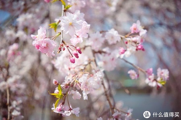 春游关西(京都,奈良,大阪樱花季)