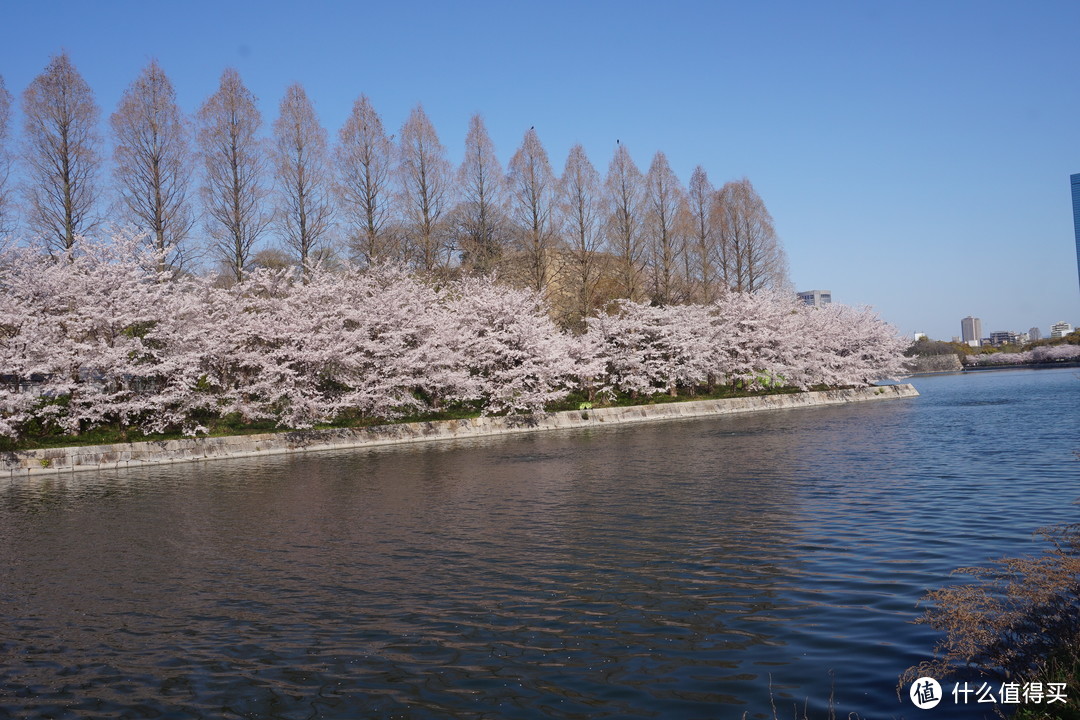 护城河边的樱花