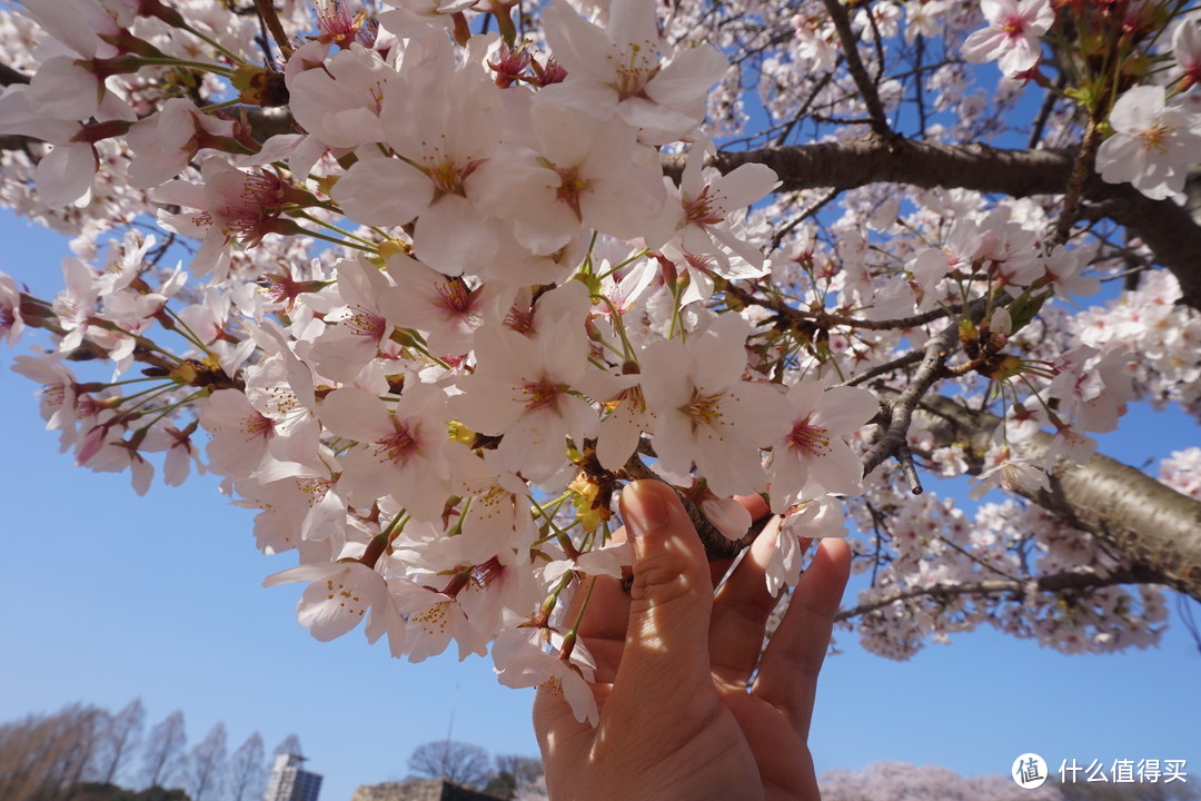 #剁主计划-广州#一个人的旅行：一个广东吃货的日本关西地区（大阪、京都、奈良）樱花季8日自由行（附关西地区行程规划路线和交通详细讲解攻略）