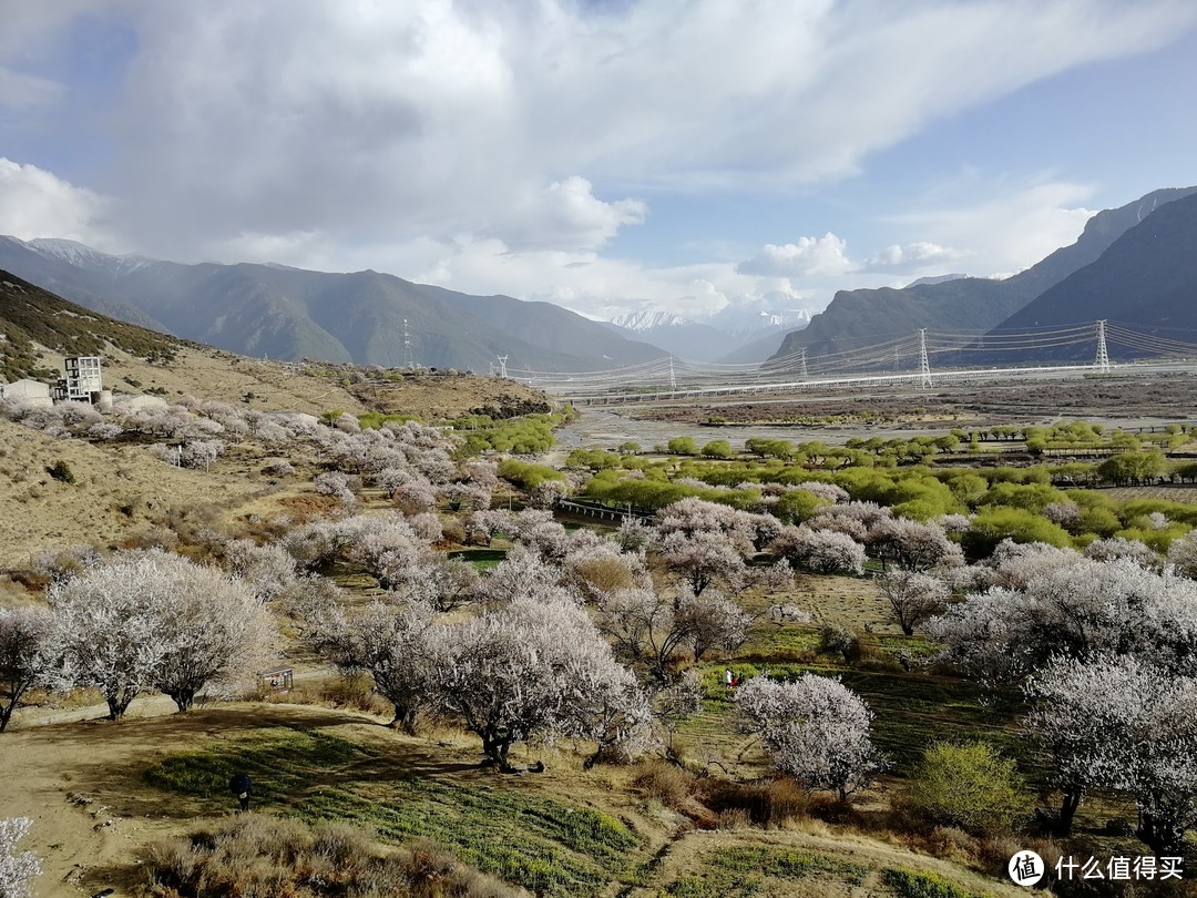 林芝野生桃花林