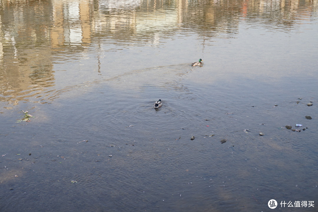 河上的鸭子
