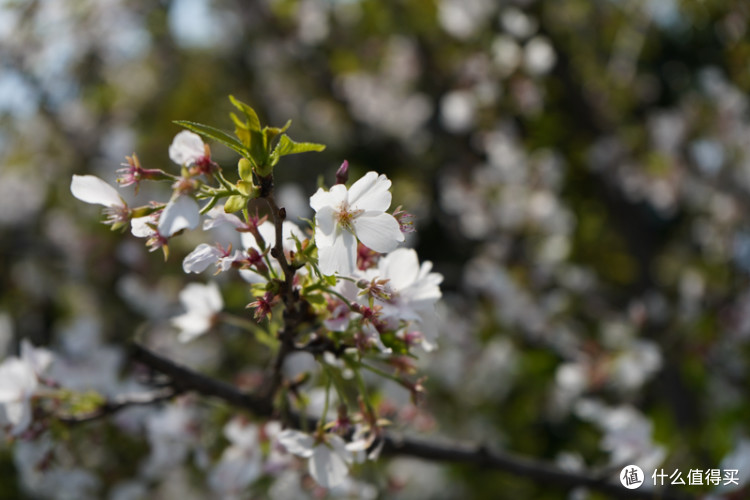 一个佳能党眼中的SONY 索尼 A7M3(ILCE-7M3