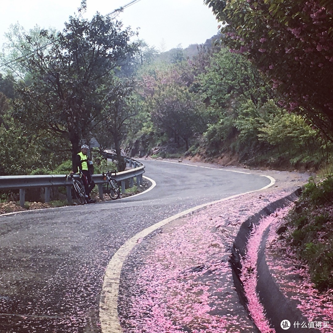 樱花落如雪：四明山七彩白鹿小环线骑游记