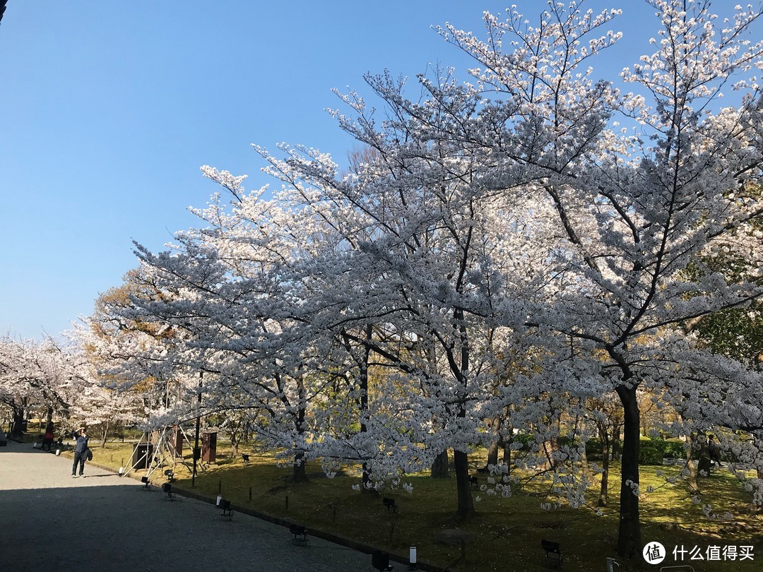 歪打正着的樱花季，从含苞到盛放的大阪京都9日赏樱之旅