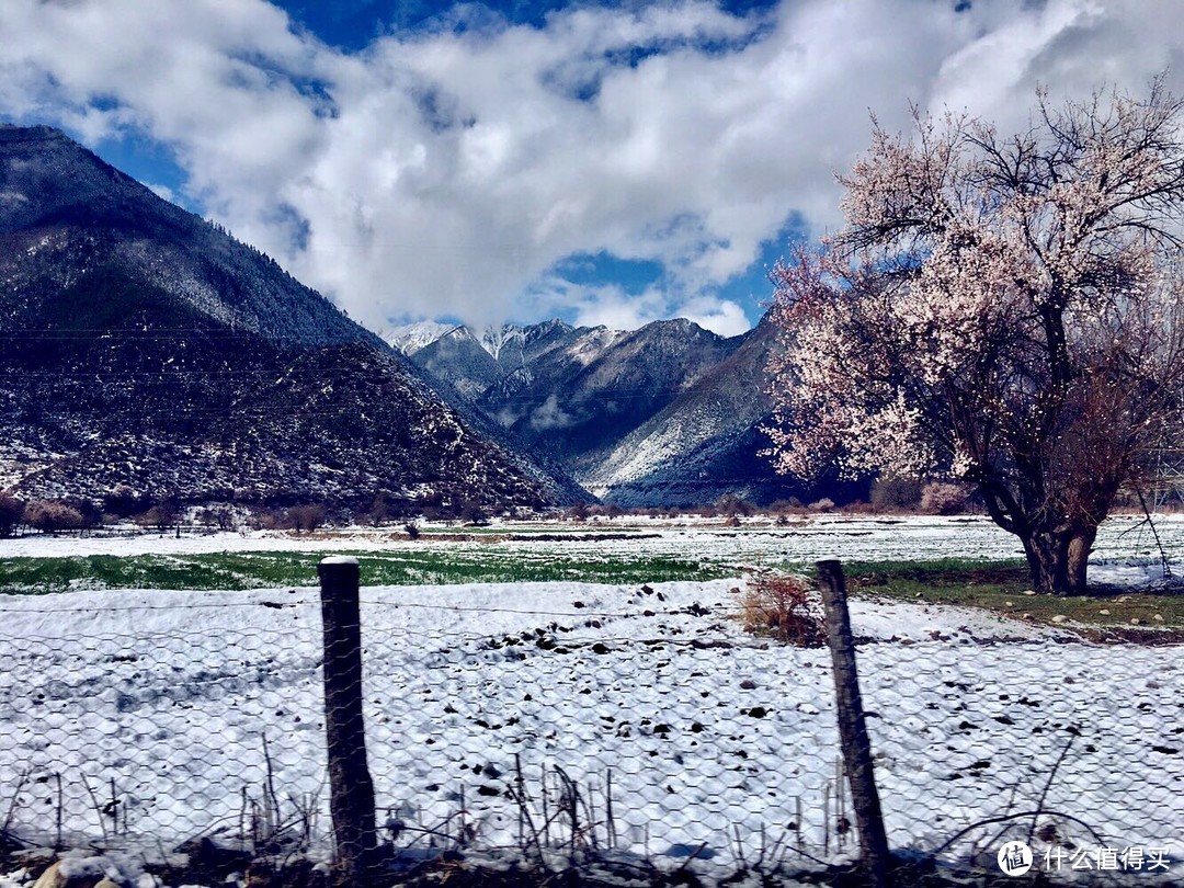 不为朝圣，只为美景！小女子西藏林芝赏花之旅（大量美图和经验）