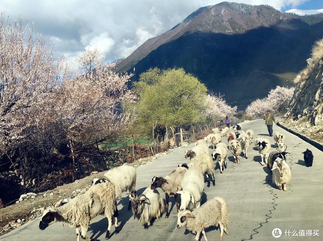 不为朝圣，只为美景！小女子西藏林芝赏花之旅（大量美图和经验）