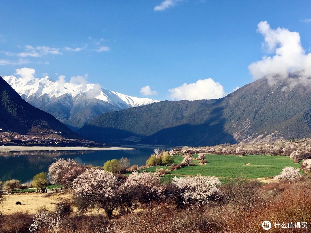 不为朝圣，只为美景！小女子西藏林芝赏花之旅（大量美图和经验）