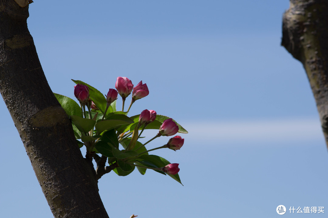 Contax T*85/2.8 Sonnar F2.8