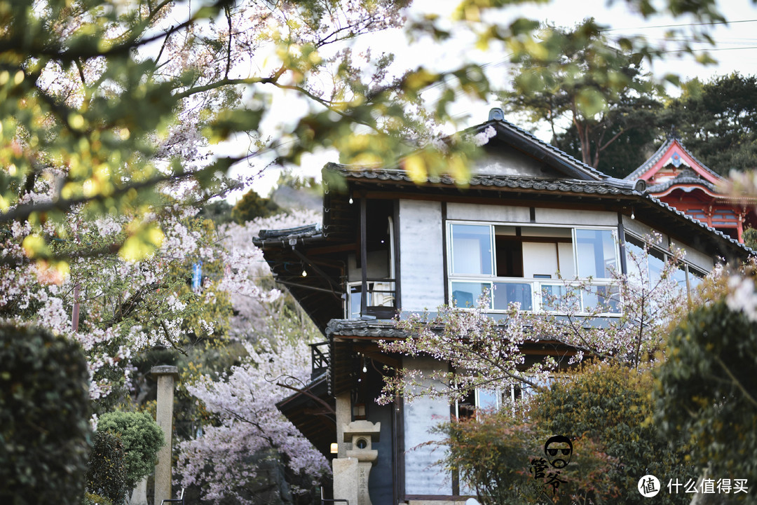 九州本州关西樱花温泉寺庙之旅