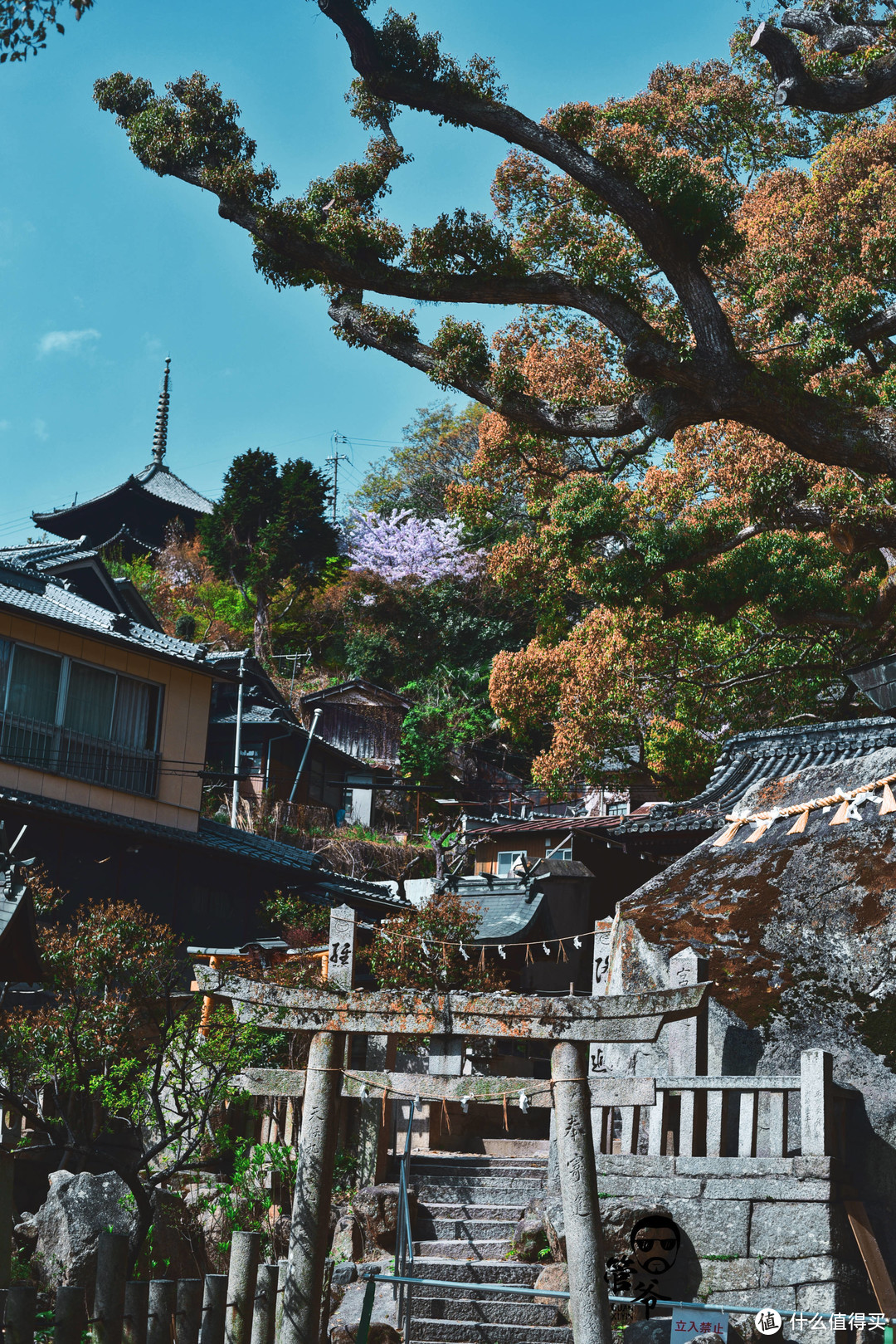 九州本州关西樱花温泉寺庙之旅