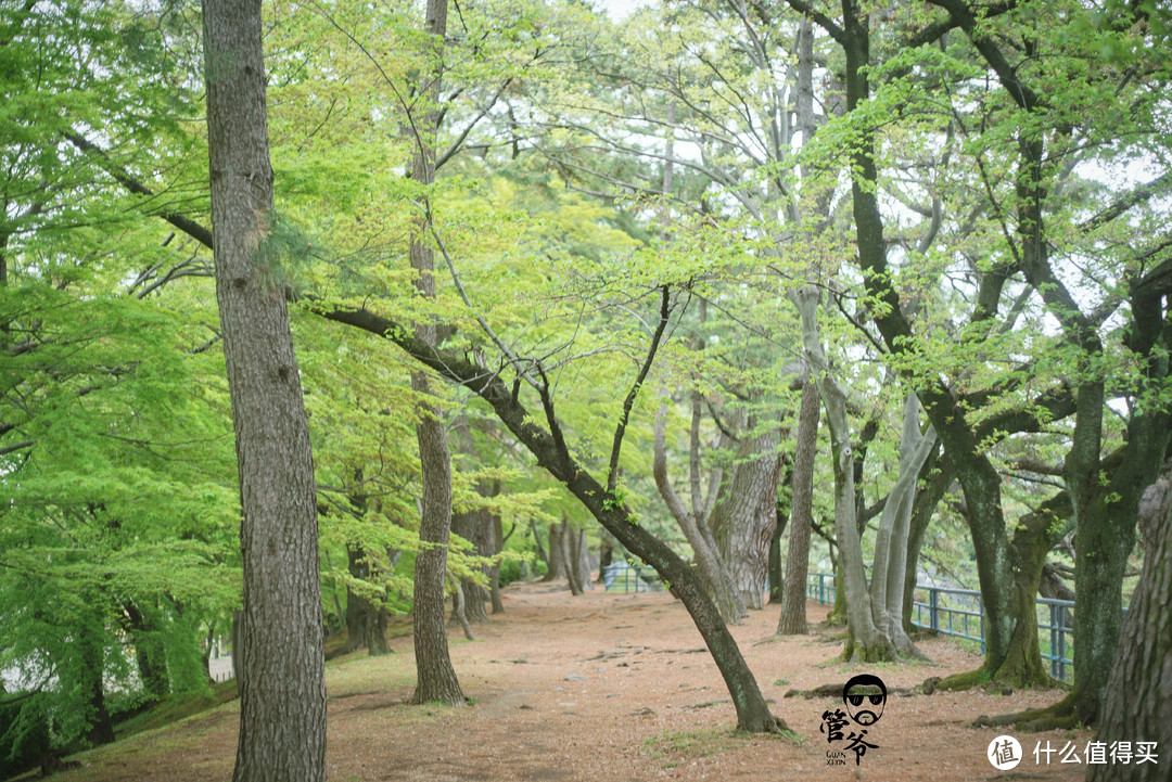 九州本州关西樱花温泉寺庙之旅