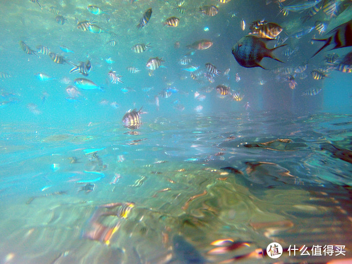 泡在大鱼缸里，是另外一个美幻的世界。