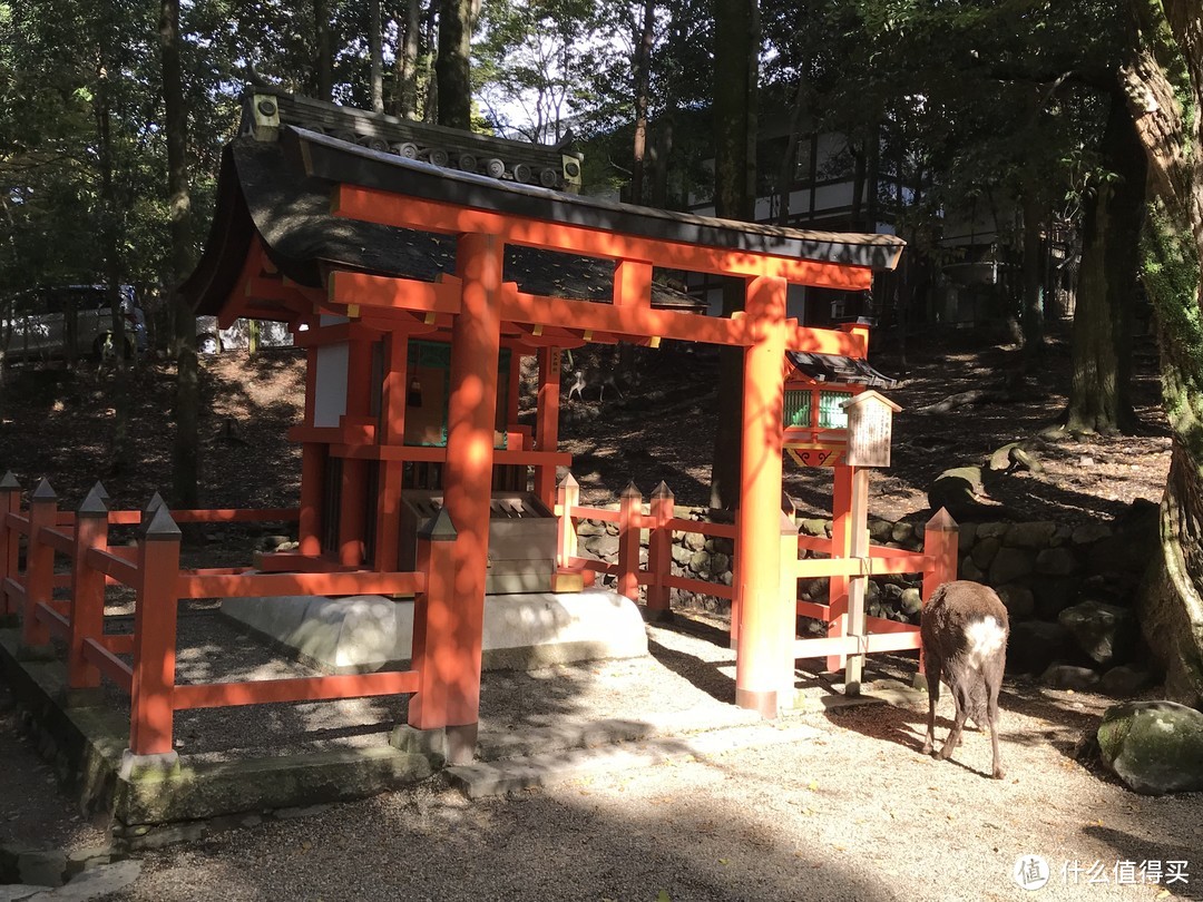 五一假期太短？十一假期去日本吧！红叶季游大阪、奈良、京都攻略收好！