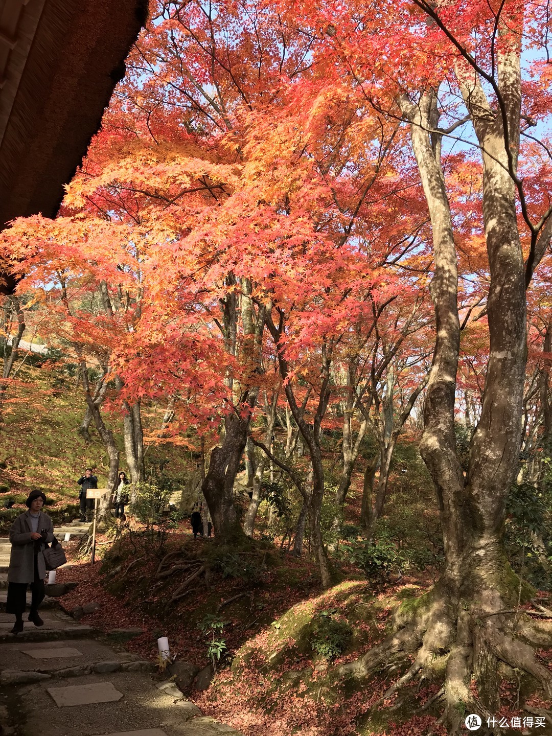 五一假期太短？十一假期去日本吧！红叶季游大阪、奈良、京都攻略收好！