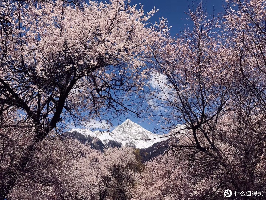 不为朝圣，只为美景！小女子西藏林芝赏花之旅（大量美图和经验）