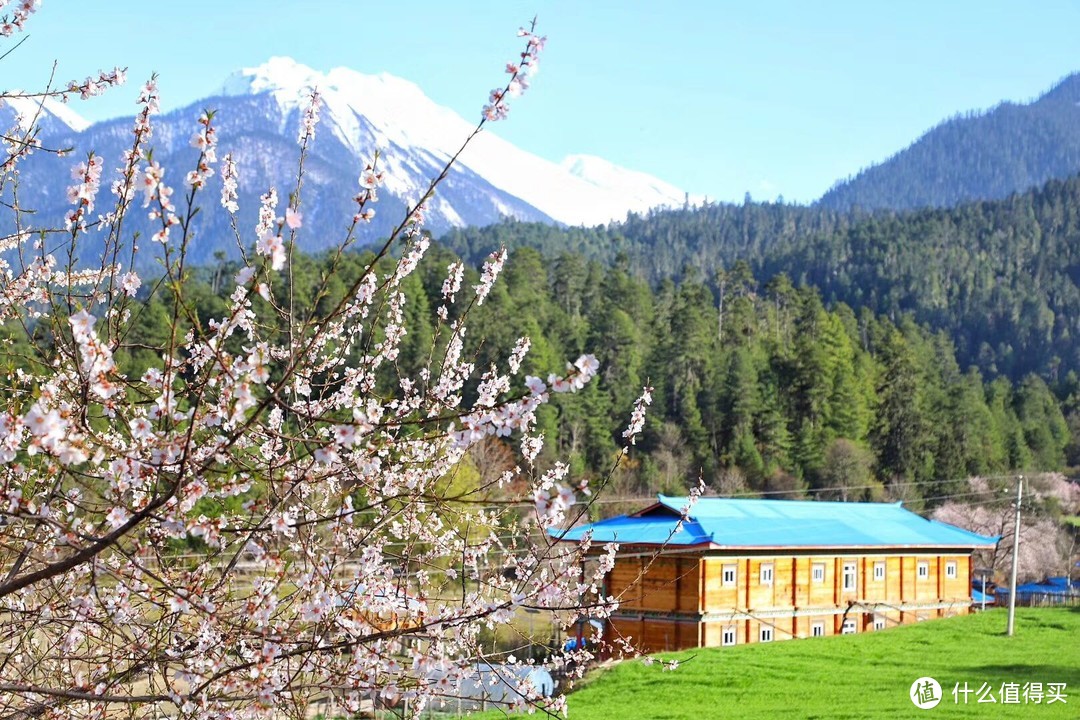 不为朝圣，只为美景！小女子西藏林芝赏花之旅（大量美图和经验）