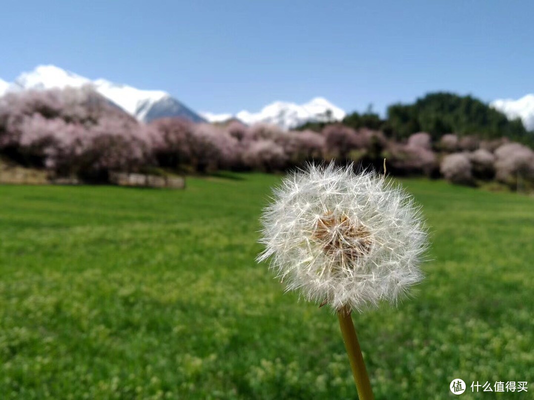 不为朝圣，只为美景！小女子西藏林芝赏花之旅（大量美图和经验）