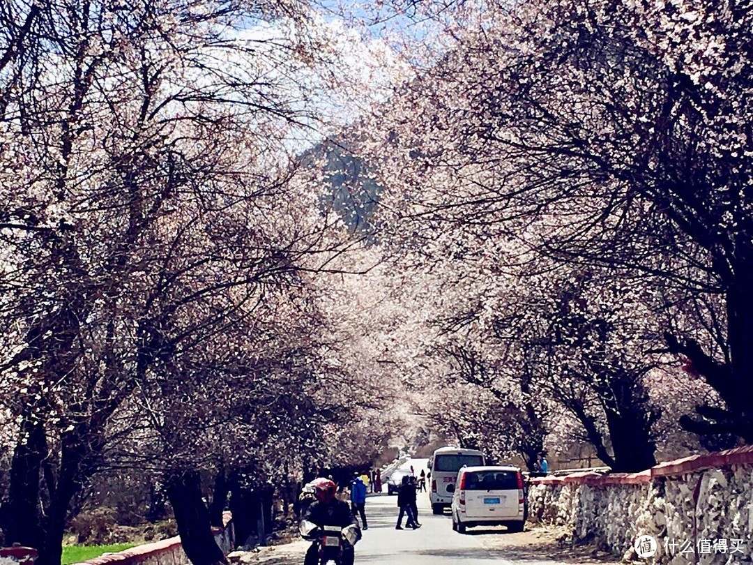 不为朝圣，只为美景！小女子西藏林芝赏花之旅（大量美图和经验）