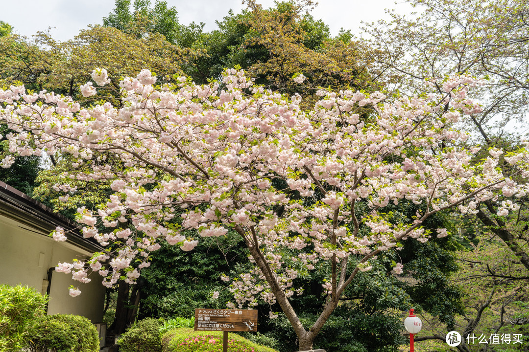 东京王子樱花塔傲途格 (The Prince Sakura Tower Tokyo, Autograph Collection)