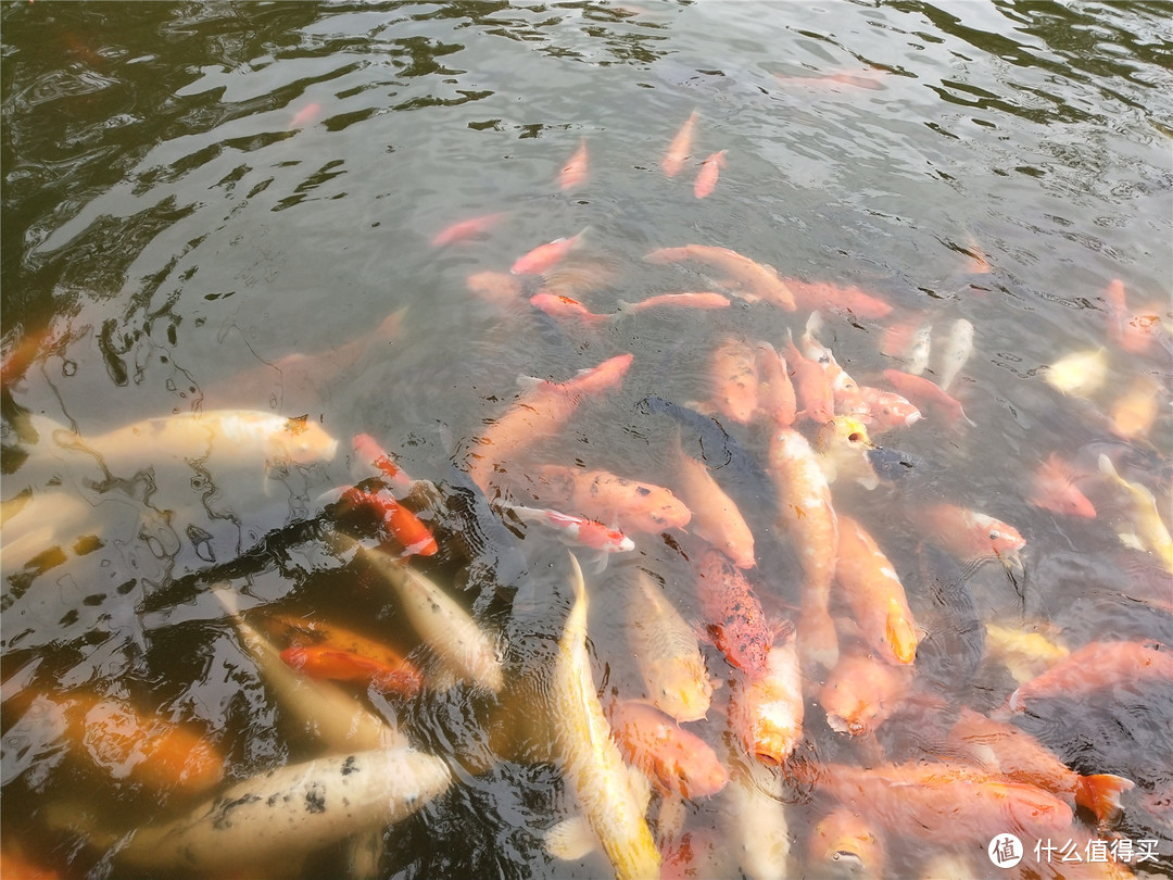 天上掉馅饼？不是大坑就是深坑-亲身经历零团费香港游带来的“刺激”旅程