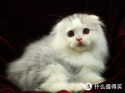 #全民分享季#猫粮是不是越贵越好—吃了后“不正常”的渴望猫粮