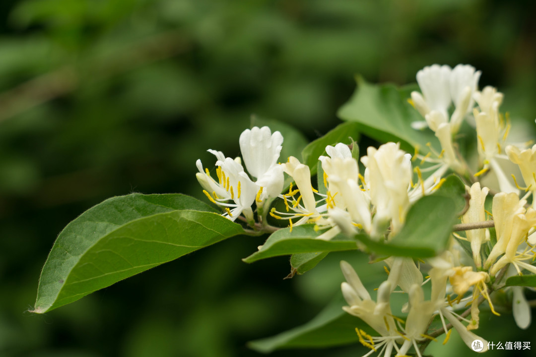 mccarlzeissjenapancolar1850镜头小记