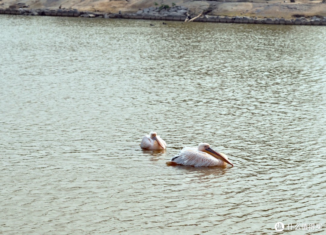 小长假的走走停停—丹顶鹤湿地保护区浮光掠影